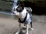 犬