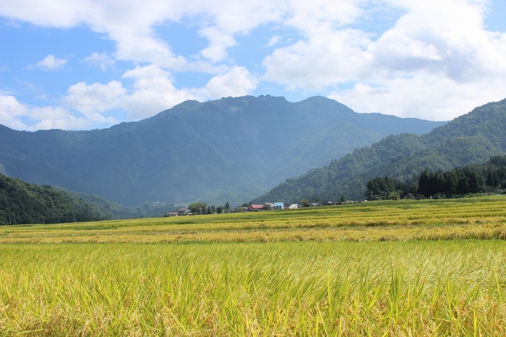 田園